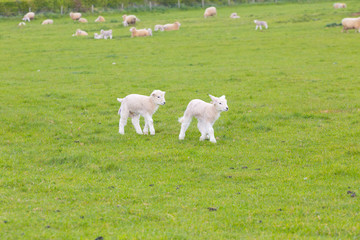 Obraz premium Small cute lamb gambolling in a meadow in England farm