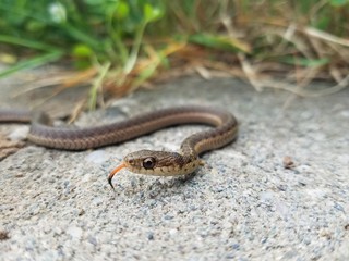 Snake with its tounge out