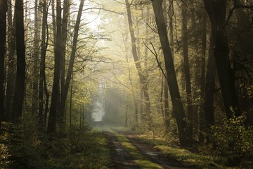 Rural road through the spring forest at dawn