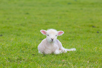 Naklejka na ściany i meble Small cute lamb gambolling in a meadow in England farm