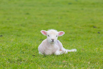 Small cute lamb gambolling in a meadow in England farm © pozdeevvs