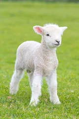 Tableaux ronds sur plexiglas Anti-reflet Moutons Small cute lamb gambolling in a meadow in England farm