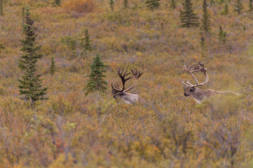 Barren Ground Caribou Bulls in Velvet