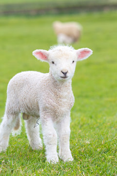 Small cute lamb gambolling in a meadow in England farm