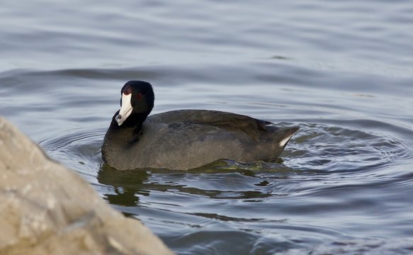 Beautiful background with amazing american coot in the lake