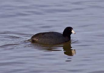 Beautiful background with funny weird american coot in the lake