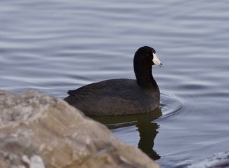 Beautiful image with funny weird american coot in the lake