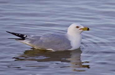 Fototapeta na wymiar Beautiful isolated image with a gull swimming in the lake