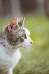 Cute cat in garden