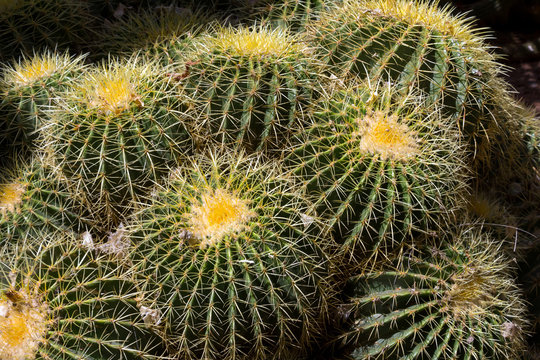 Coussins de belle-m&egrave;re, cactus oursins ou Echinocactus grusonii