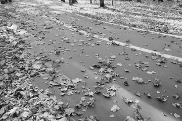 leaves on the road autumn black and white