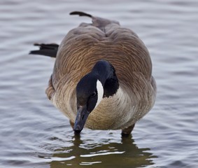 Beautiful isolated photo with a cute Canada goose in the lake