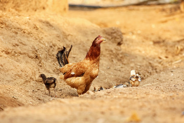 hen with chicks walking on the sand
