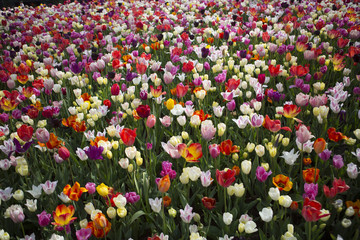 Keukenhof Flowers9