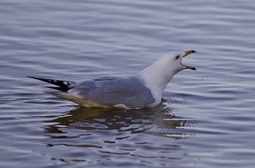 Beautiful isolated image with a gull screaming