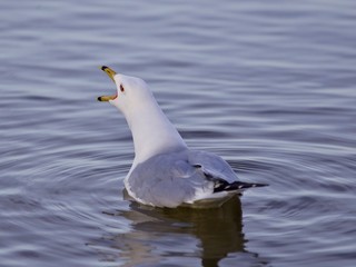 Beautiful isolated image with a gull screaming in the lake