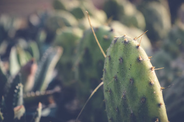 green cactus