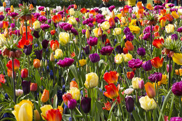 Keukenhof Flowers4