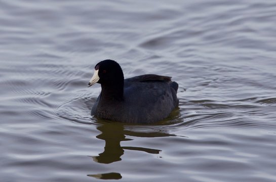 Beautiful photo with funny weird american coot in the lake