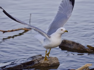 Beautiful isolated image with a gull taking off from the shore