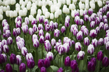 Keukenhof Flowers1