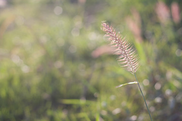 Mission grass or Feature Pennisetum beside the road. fountain grass on nature background.