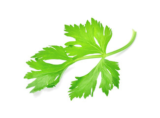 Fresh celery isolated on white background