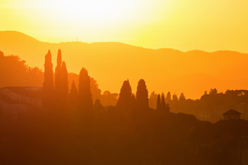 Cypress trees in backlight at sunset