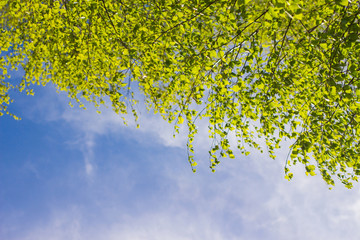 Beautiful spring tree with new leaves isolated over bright blue sky with white clouds. Nature background. Horizontal color photography.