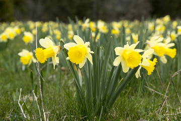 Fototapeta premium Gelbe Narzissen, Osterglocken - Narcissus pseudonarcissus
