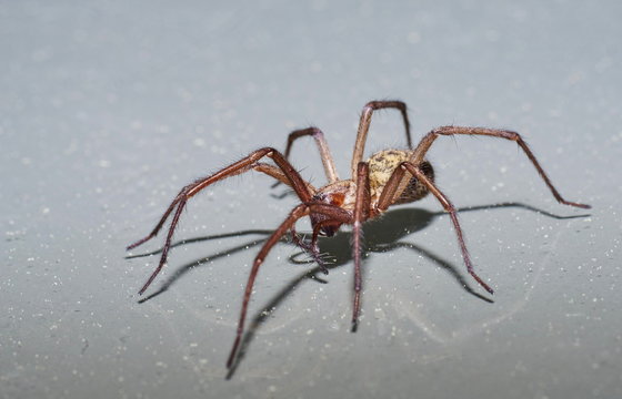 Winkelspinne 