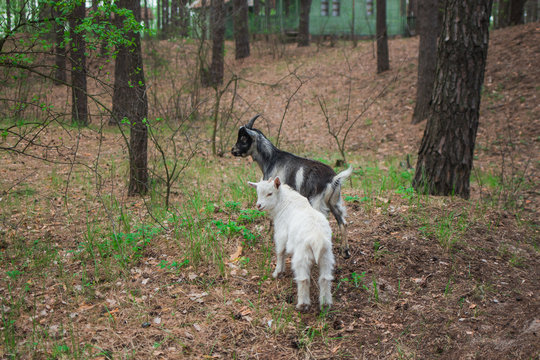 White goats feeding, eating fresh green grass in wood. Horizontal color photo.