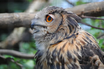 Hibou grand duc