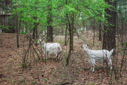 White goats feeding, eating fresh green grass in wood. Horizontal color photo.