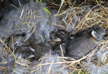  A group of newborn rabbits on a farm.