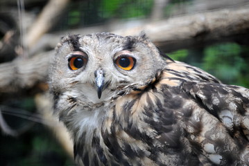 Hibou grand duc