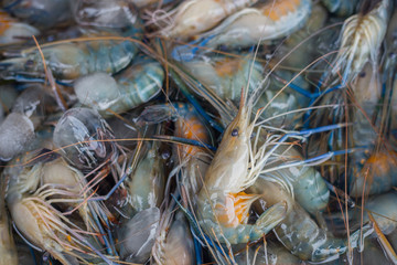 Fresh shrimp on Ice