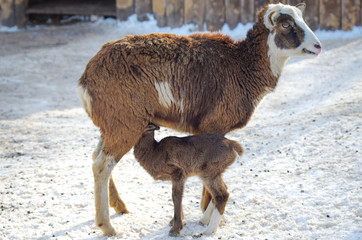 Female Bighorn Sheep feeding a newborn lamb