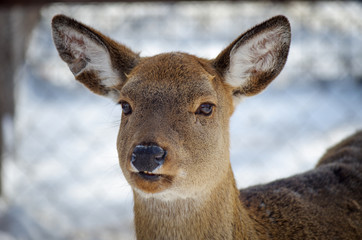 Female white-tailed deer, Odocoileus virginianus