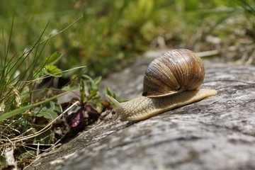 Weinbergschnecke