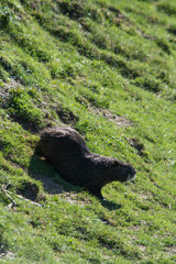 nutria am seeufer