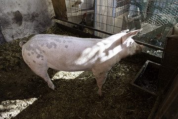 Pig on farm