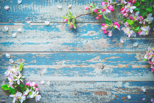 Fototapeta Spring blooming branches on blue wooden background.
