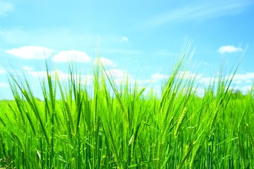 Obraz premium Green field in bright sunny day