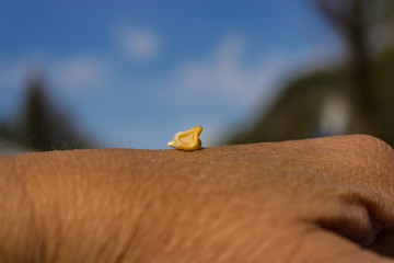 dried corn, corn kernel, graines of corn, maize, food, agricultural, agribusiness, cultivation, single corn