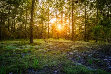 Zelfklevend Fotobehang Zonsondergang in het bos © Alexey Stiop