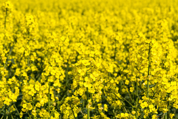 Canola/Rapeseed Field