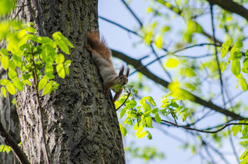 Obraz premium Squirrel on a tree trunk sniffs a leaf