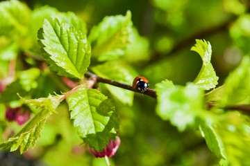 Little ladybug on the tree with green leaves 