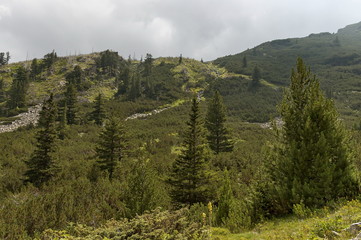 Sunlit mountain top overgrown with coniferous forest, glade  and stream on the ecological walk toward Maliovitza peak in Rila mountain, Bulgaria